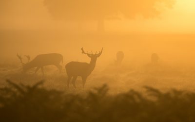 Trail & Chasse : 5 conseils pour bien cohabiter et éviter l’accident.