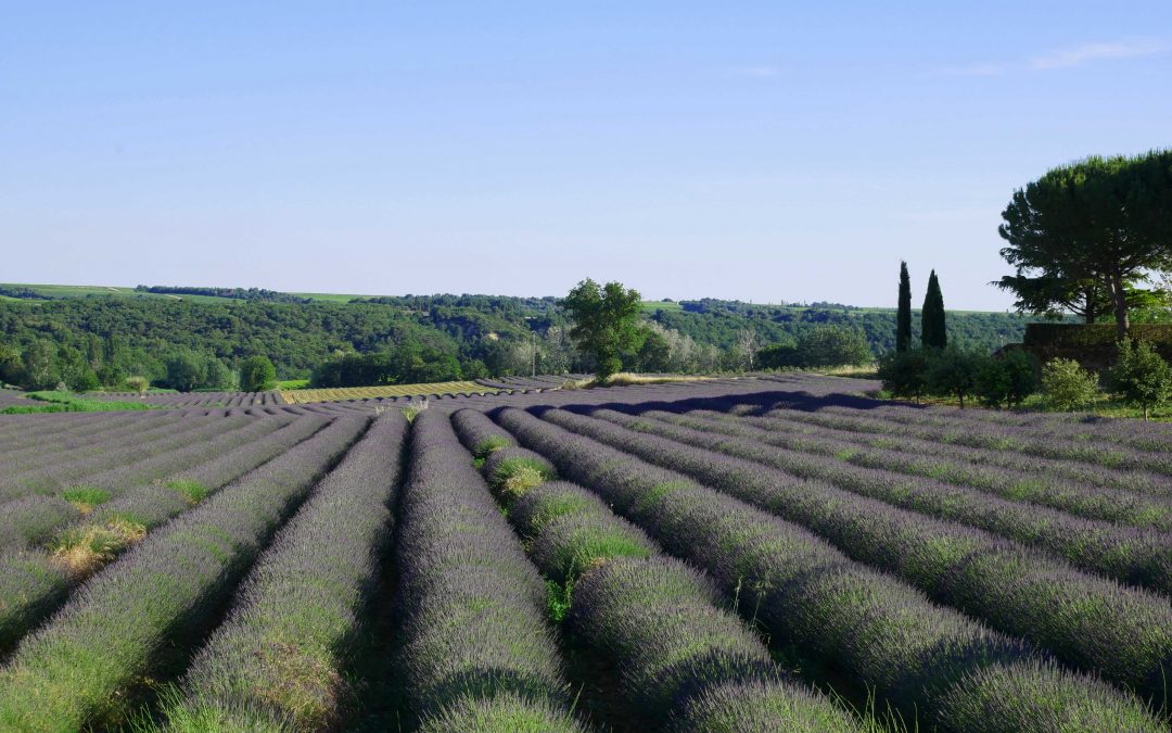 4 routes à emprunter autour de l’Enclave des Papes pour admirer les champs de lavande