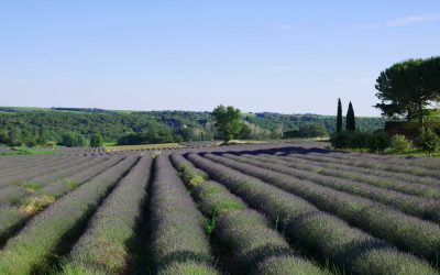 4 routes à emprunter autour de l’Enclave des Papes pour admirer les champs de lavande